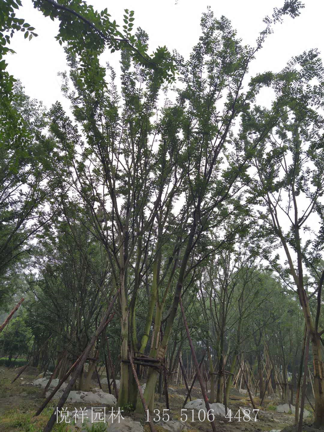 丛生朴树