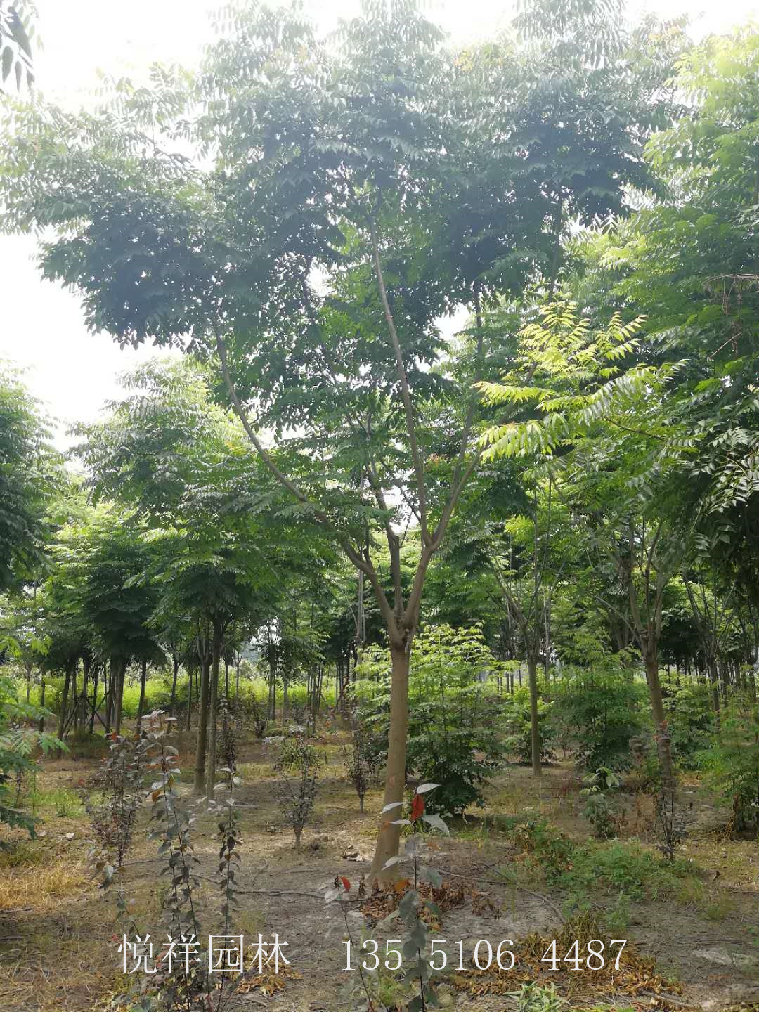 栾树