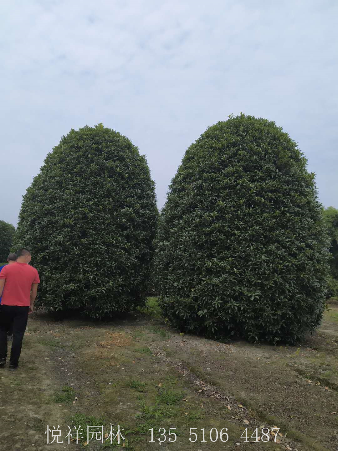 桂花笼子