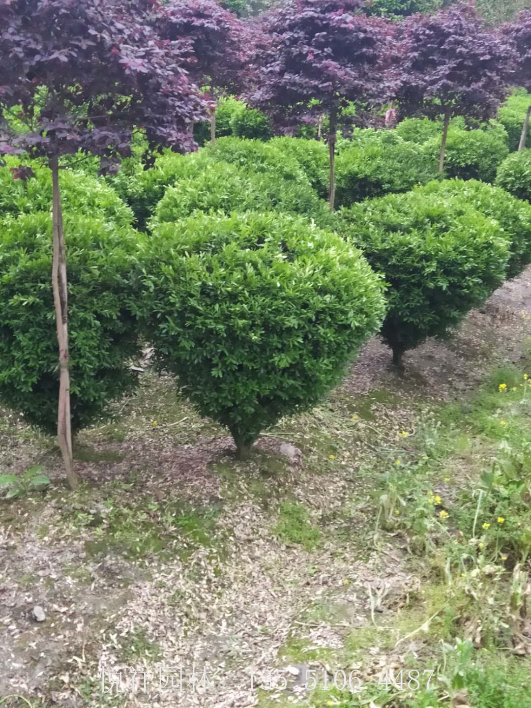 瓜子黄杨