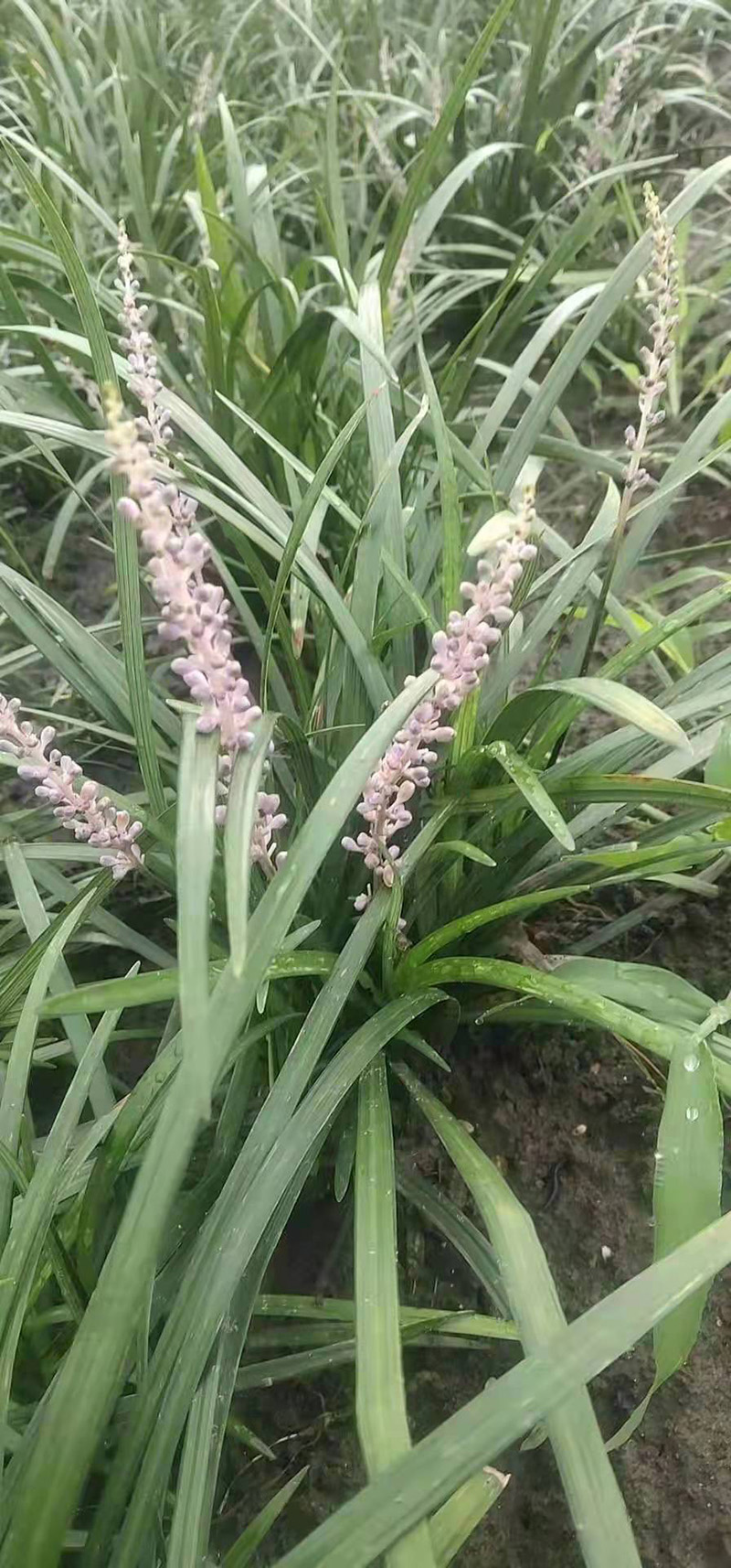 吉祥草