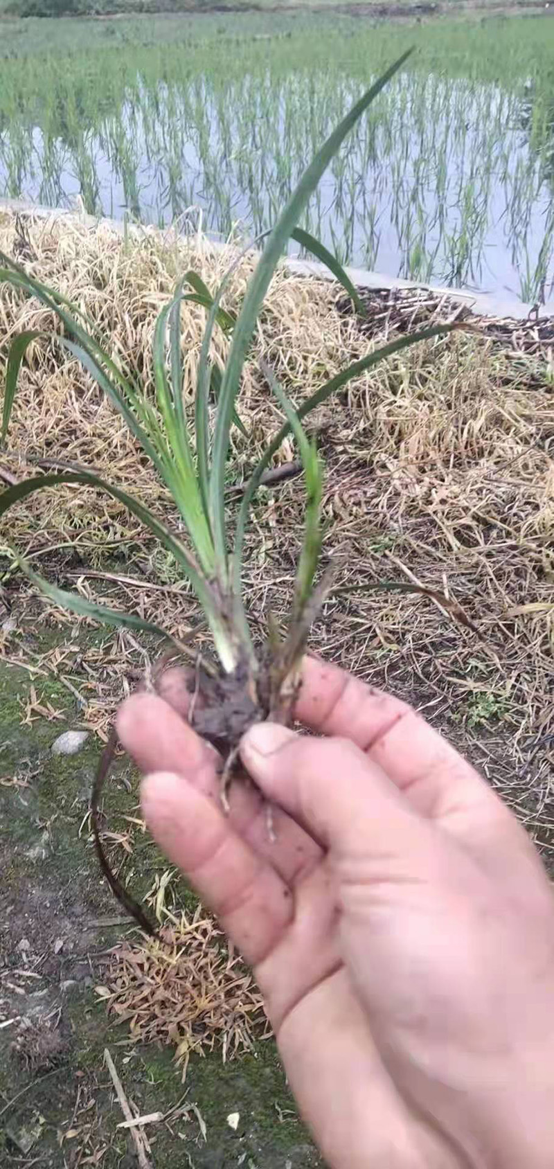 吉祥草